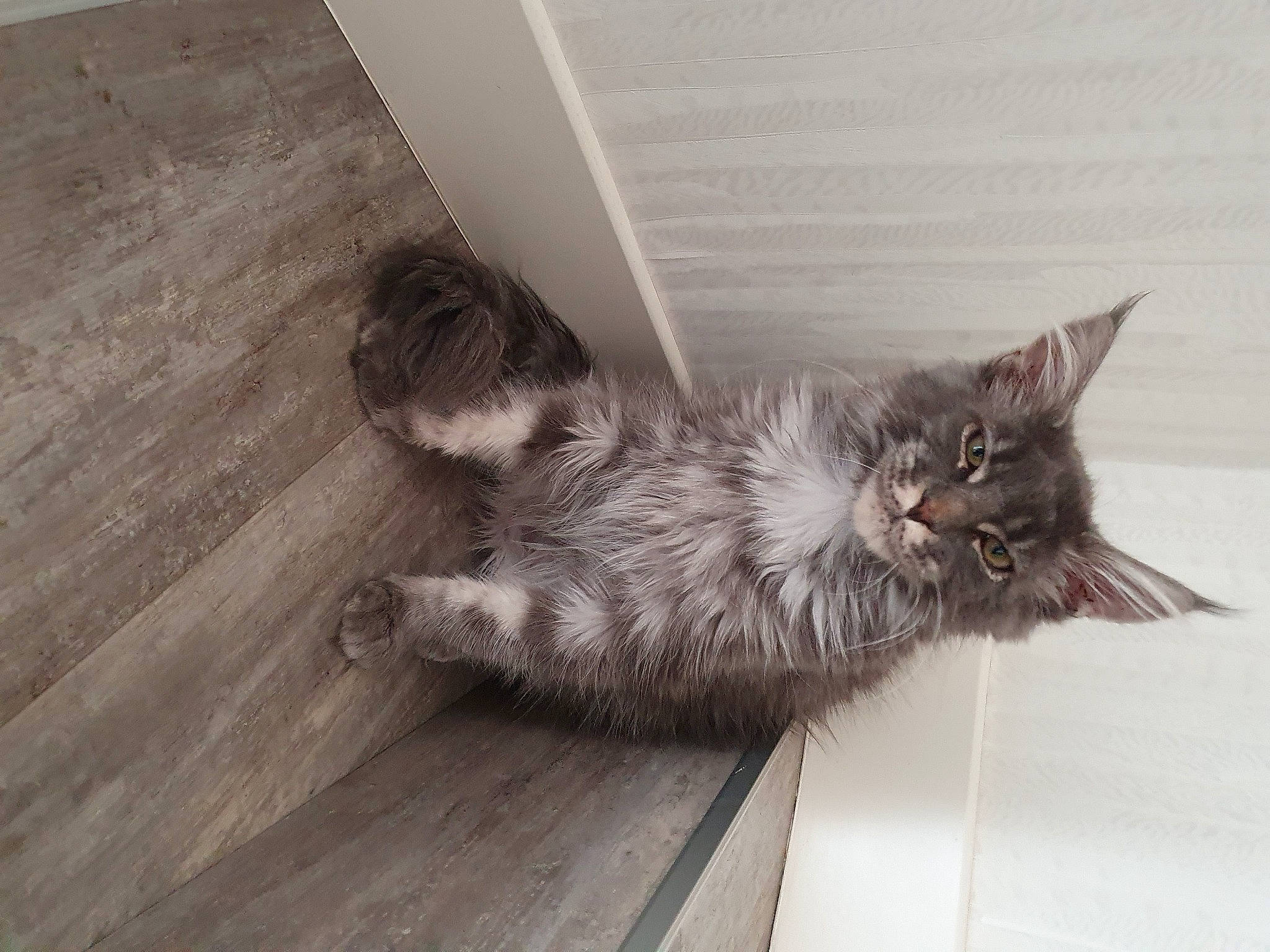 Simba participe au concours pour gagner de l'argent avec cette photo : carnivore, cat, claw, comfort, domestic_short_haired_cat, felidae, floor, flooring, fur, grey, hardwood, laminate_flooring, paw, small_to_medium_sized_cats, snout, tail, whiskers, wood, wood_flooring, wood_stain