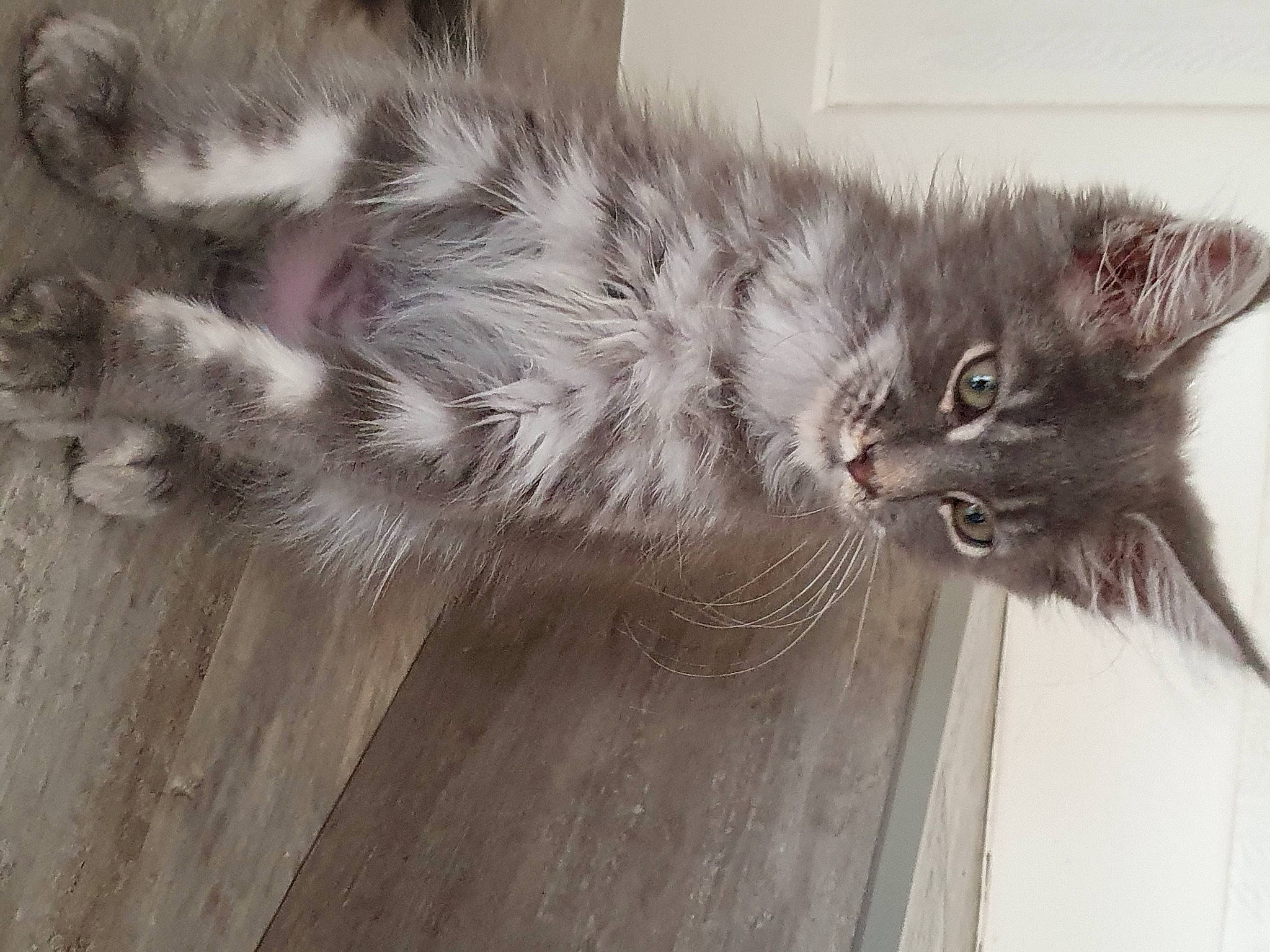 Simba a rejoint le concours — aidez-le/la à gagner de superbes lots ! british_longhair, carnivore, cat, claw, domestic_short_haired_cat, felidae, flooring, fur, grey, hardwood, paw, small_to_medium_sized_cats, snout, tail, varnish, whiskers, window, wood, wood_flooring, wood_stain