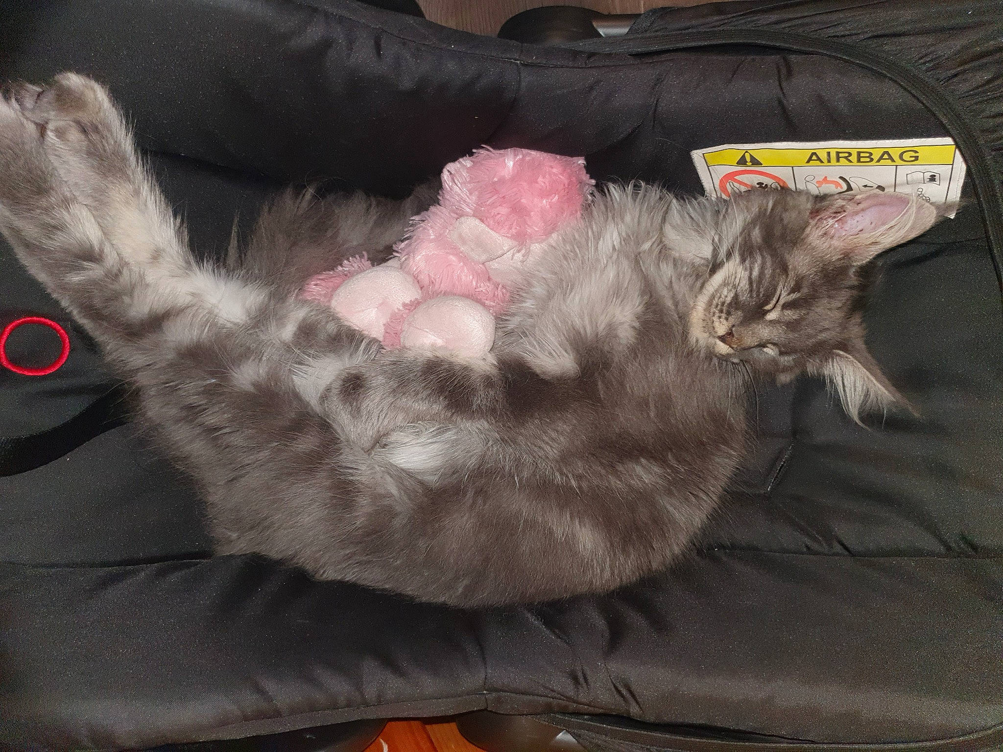 Simba a rejoint le concours — aidez-le/la à gagner de superbes lots ! black_cat, canidae, carnivore, cat, claw, comfort, dog_breed, domestic_short_haired_cat, fawn, felidae, fur, grey, nap, paw, small_to_medium_sized_cats, snout, sporting_group, tail, textile, whiskers