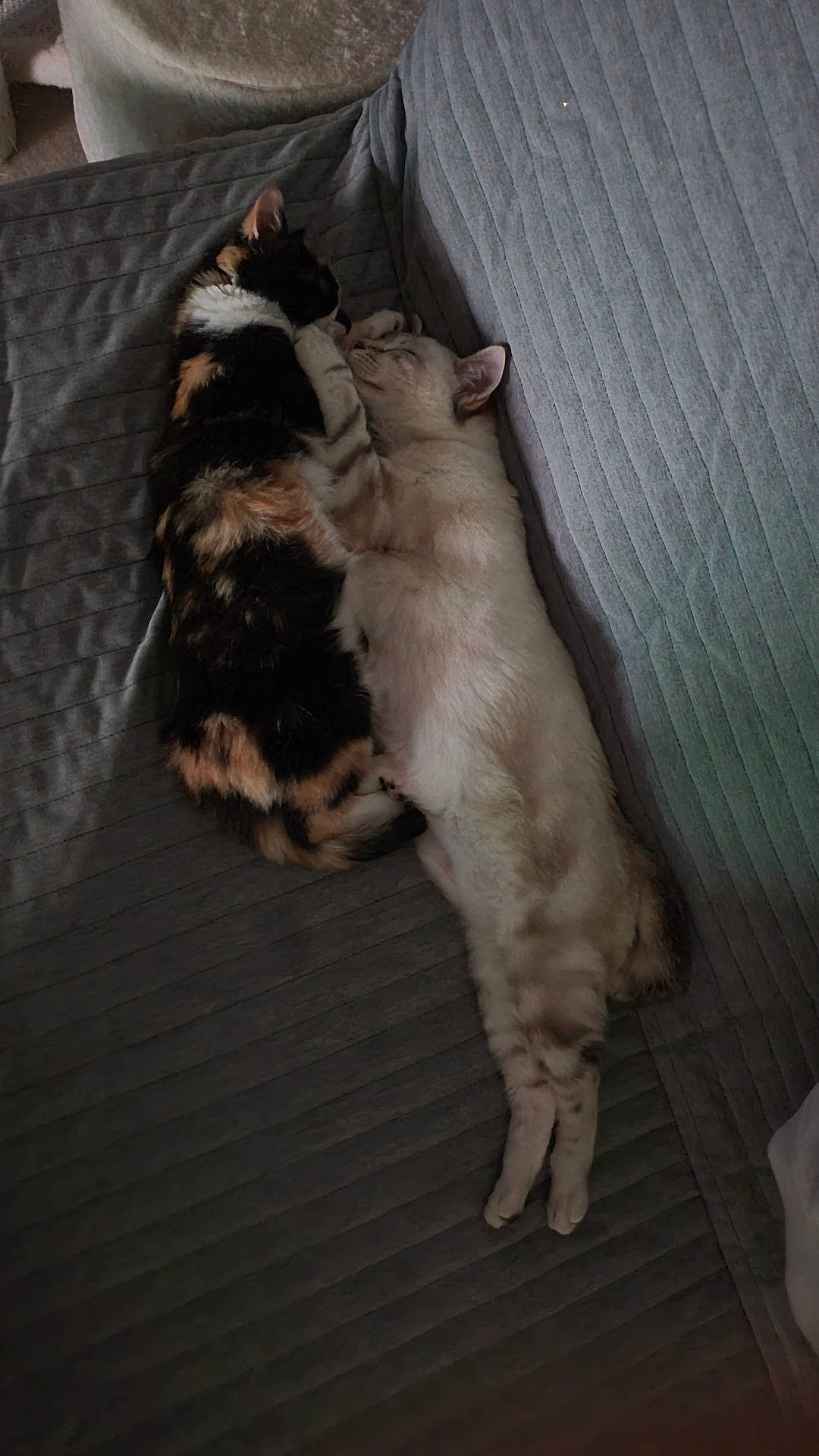 Olympe Et Koda a rejoint le concours — aidez-le/la à gagner de superbes lots ! animal, architecture, armchair, bed, blanket, building, cat, chair, couch, cushion, furniture, homedecor, indoors, kitten, livingroom, manx, person, pet, siamese, sleeping