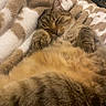 cat, sleeping, cozy, blanket, furry, domestic_animal, pet, indoor, resting, cute, whiskers, paws, tabby, fur, relaxation, comfy, home, animal, mammal, closeup
