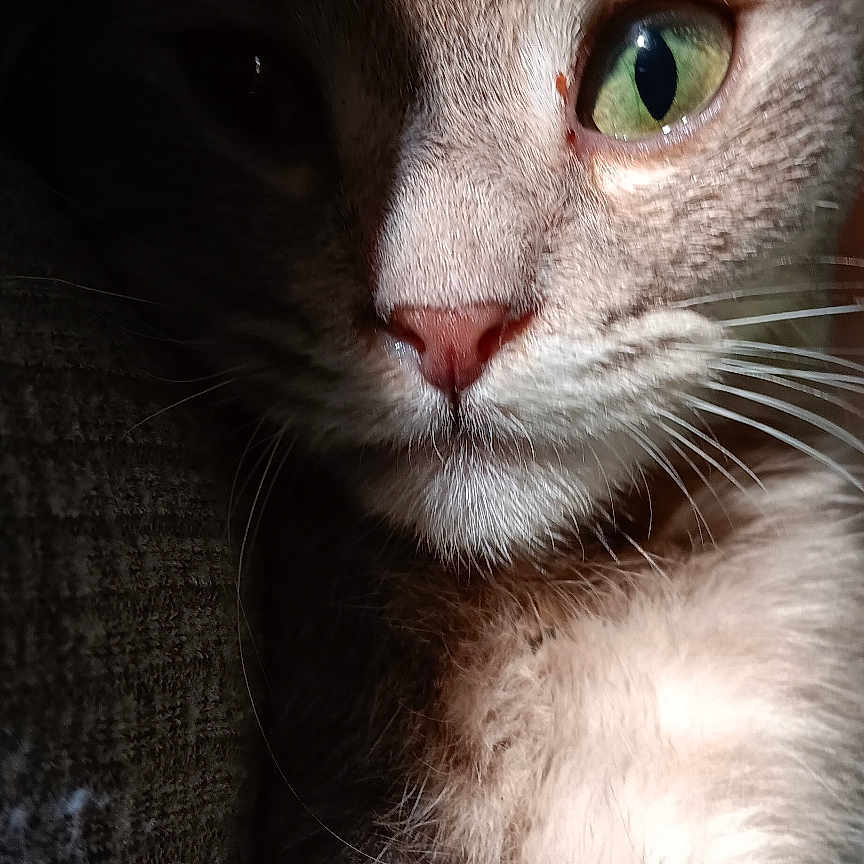 Kiki Baby is registered to the contest to win money with this photo: animal, cat, chest_fur, close_up, couch, dramatic_lighting, eye_contact, fabric_texture, feline, fur, green_eye, indoor, muzzle, nose, pet, portrait, shadow, sunlight, vertical_orientation, whiskers