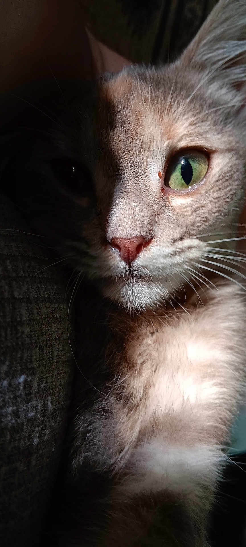 Kiki Baby is registered to the contest to win money with this photo: animal, cat, chest_fur, close_up, couch, dramatic_lighting, eye_contact, fabric_texture, feline, fur, green_eye, indoor, muzzle, nose, pet, portrait, shadow, sunlight, vertical_orientation, whiskers