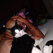 Thor joined the competition — help win amazing prizes! cat, person, tattoo, bald, black_and_white_cat, indoor, television, couch, relaxing, arm, hand, watching_tv, feline, resting, close_up, pet, fur, living_room, night, comfort