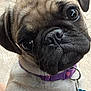 dog, puppy, pug, close_up, collar, pet, animal, cute, face, fur, whiskers, tag, portrait, indoor, looking, expression, ears, nose, eyes, fur_texture