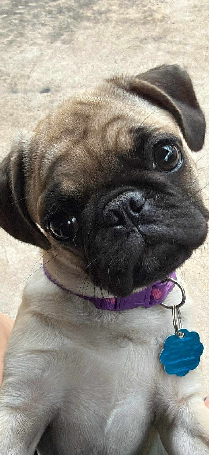 Bella is registered to the contest to win money with this photo: dog, puppy, pug, close_up, collar, pet, animal, cute, face, fur, whiskers, tag, portrait, indoor, looking, expression, ears, nose, eyes, fur_texture