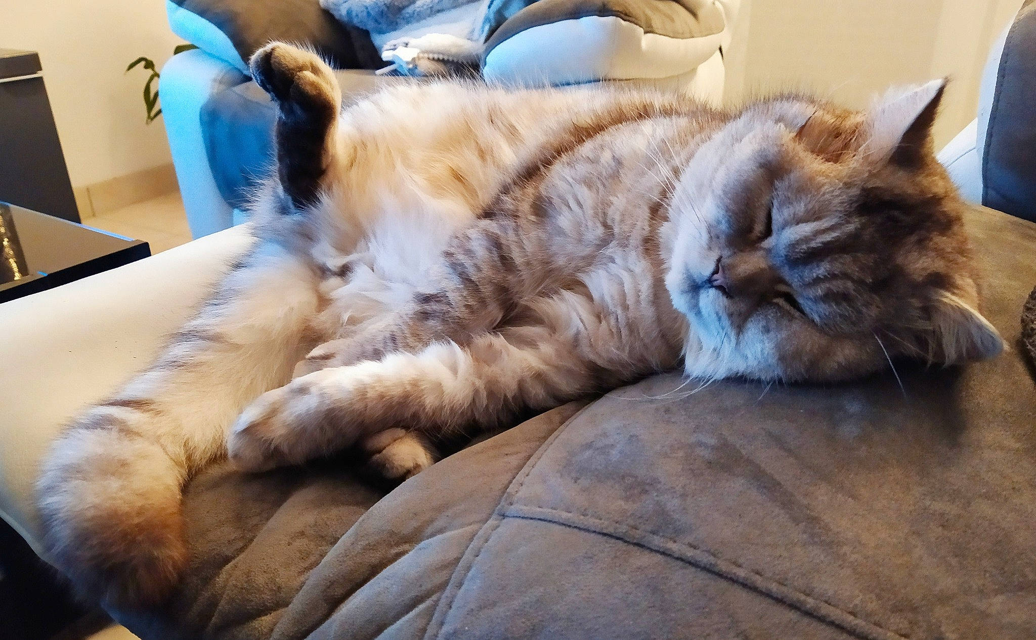 Lancelot participe au concours pour gagner de l'argent avec cette photo : bed, carnivore, cat, claw, comfort, couch, domestic_short_haired_cat, fawn, felidae, fur, furniture, paw, room, small_to_medium_sized_cats, snout, tail, terrestrial_animal, whiskers, wood, yawn