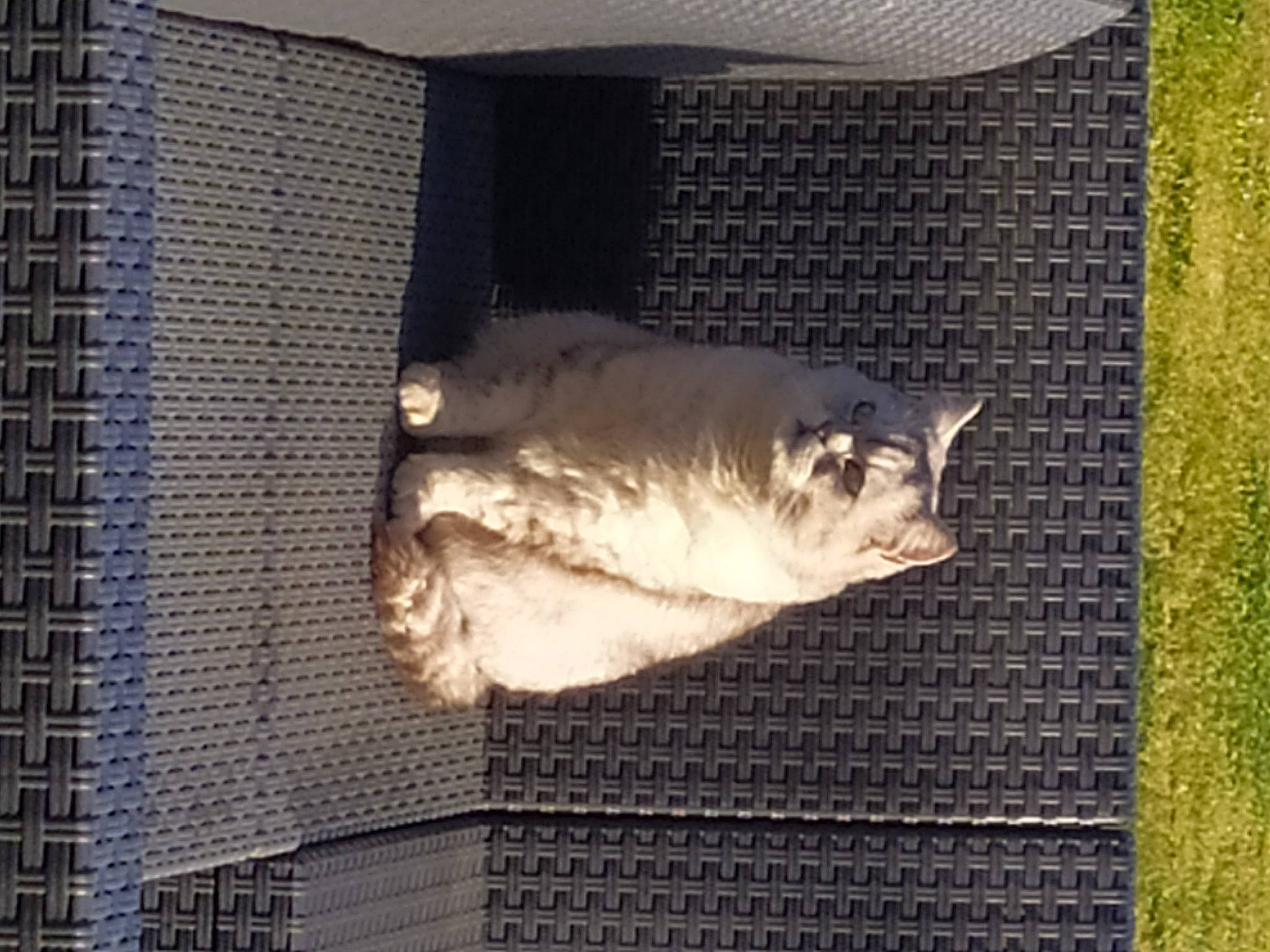 Lancelot a rejoint le concours — aidez-le/la à gagner de superbes lots ! animal_shelter, cage, canidae, carnivore, cat, dog_breed, domestic_short_haired_cat, door, fawn, felidae, flooring, fur, rectangle, small_to_medium_sized_cats, snout, sporting_group, tail, whiskers, window, wood