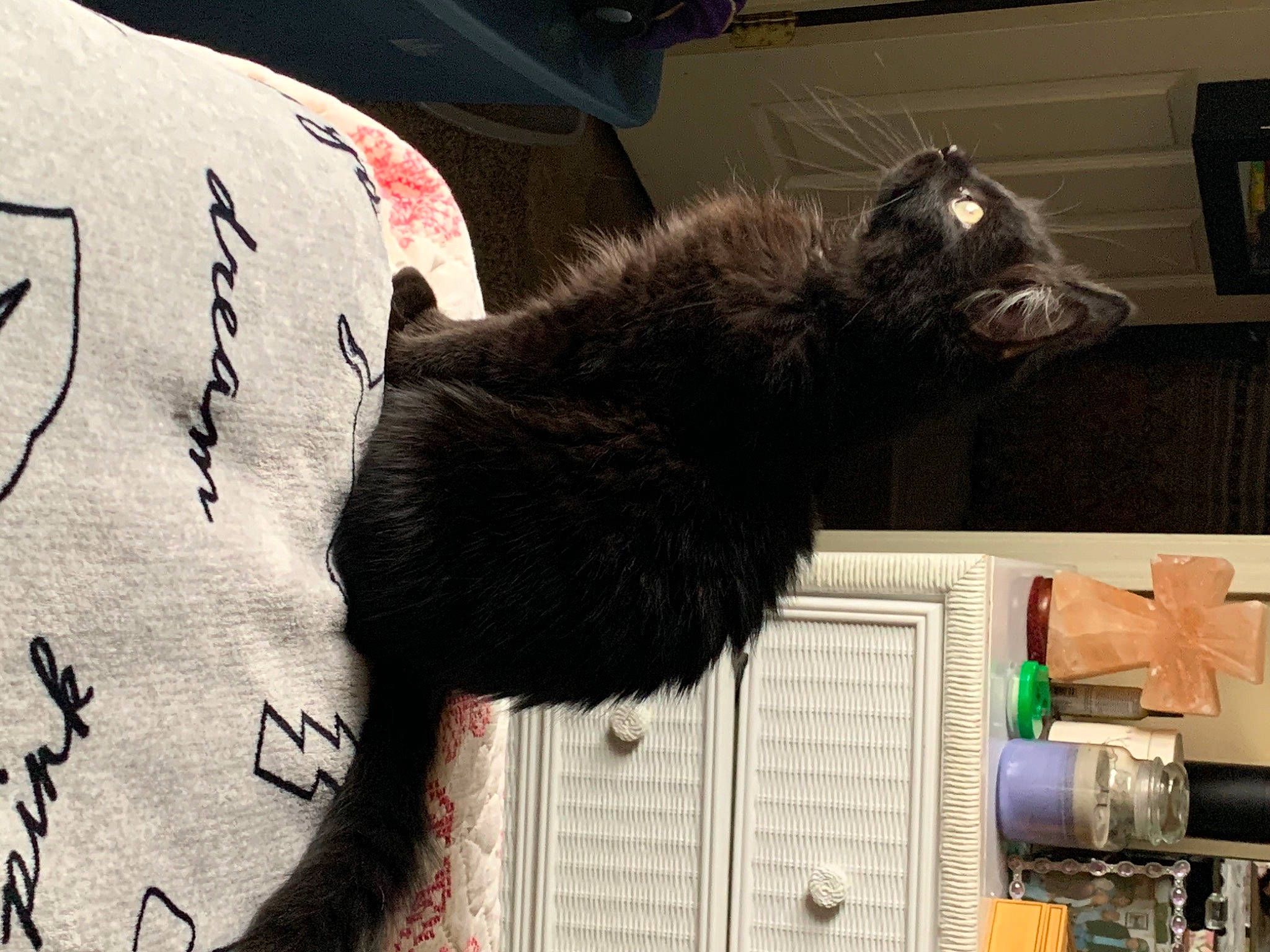 Hayes joined the competition — help win amazing prizes! black_cat, carmine, carnivore, cat, claw, comfort, domestic_short_haired_cat, felidae, fur, grey, linens, pattern, paw, small_to_medium_sized_cats, snapshot, snout, tail, terrestrial_animal, vertebrate, whiskers
