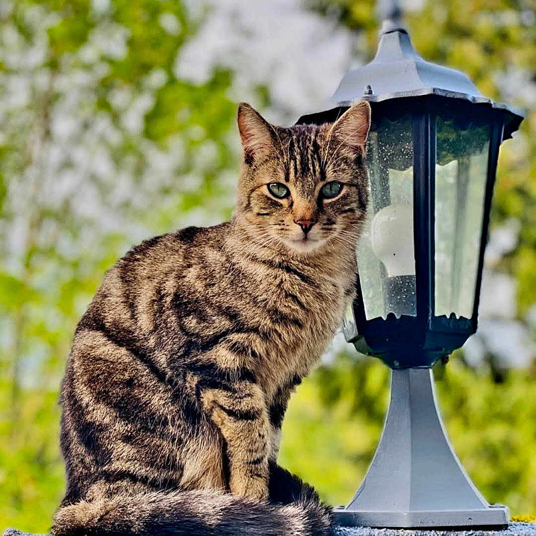 Packo participe au concours pour gagner de l'argent avec cette photo : abyssinian, animal, axe, cat, device, kitten, lamp, lamppost, lampshade, lantern, lighting, manx, pet, tool, weapon