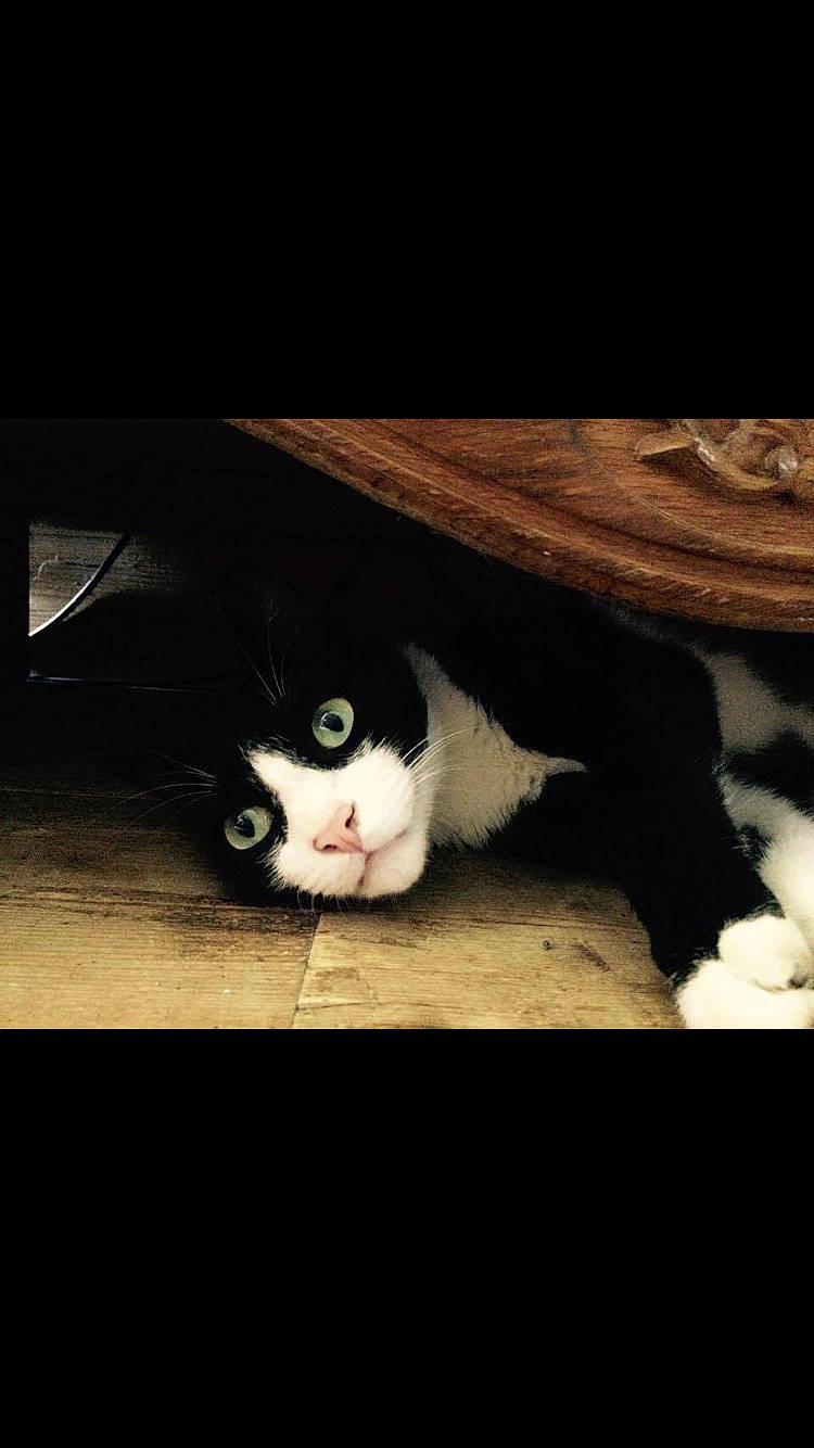 Koumal participe au concours pour gagner de l'argent avec cette photo : black, black_cat, black_hair, carnivore, cat, darkness, eye, felidae, fur, night, nose, organ, photography, sky, small_to_medium_sized_cats, tail, whiskers