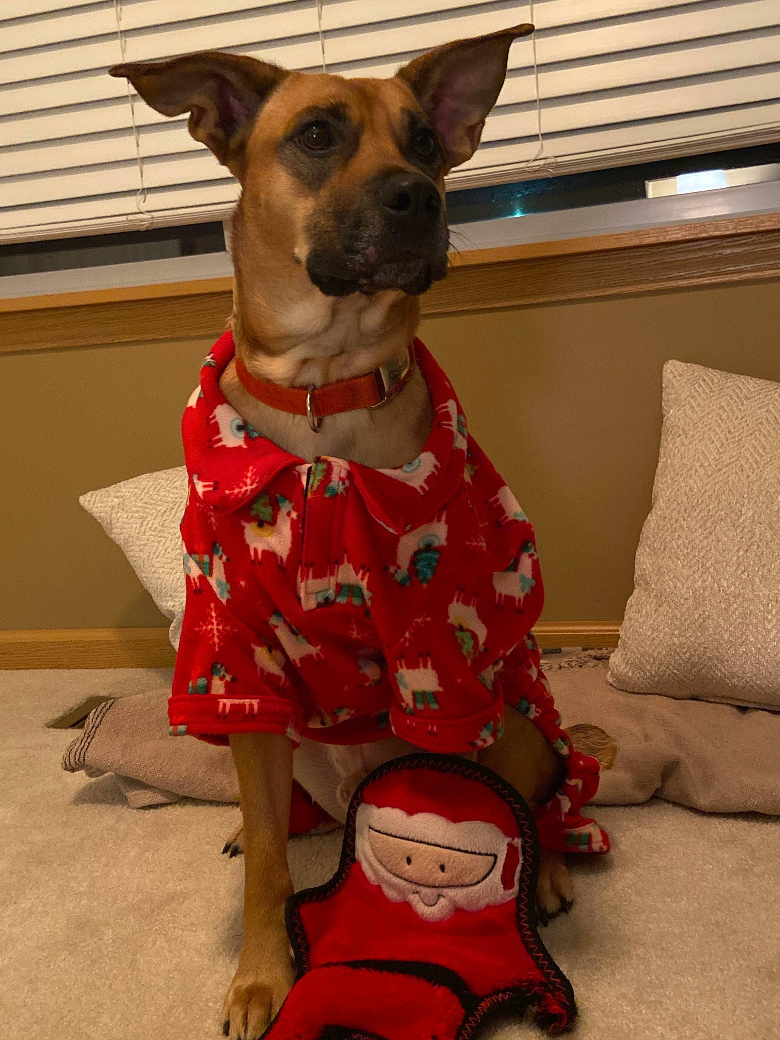 Fisher is registered to the contest to win money with this photo: canidae, carnivore, christmas, dog, dog_breed, dog_clothes, dog_supply, fawn, holiday, snout, sweater