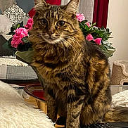 Zoé a rejoint le concours — aidez-le/la à gagner de superbes lots ! tabby_cat, cat, pet, indoor, flower_bouquet, pink_flowers, glass_table, cushion, furniture, living_room, curtains, decor, cozy, houseplant, domestic_animal, whiskers, fur, sitting, close_up, animal_portrait