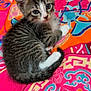 kitten, cat, tabby, white_paws, pet, animal, cute, small, fur, whiskers, bed, blanket, colorful, patterned, indoor, young, resting, cozy, curious, domestic_animal