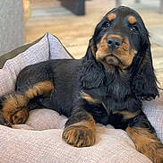 Aby a rejoint le concours — aidez-le/la à gagner de superbes lots ! puppy, dog, bed, toy, rope_toy, indoor, wooden_floor, black_and_tan, pet, cute, young_dog, canine, resting, soft_bed, furry, animal, domestic_pet, cozy, looking_away, relaxed
