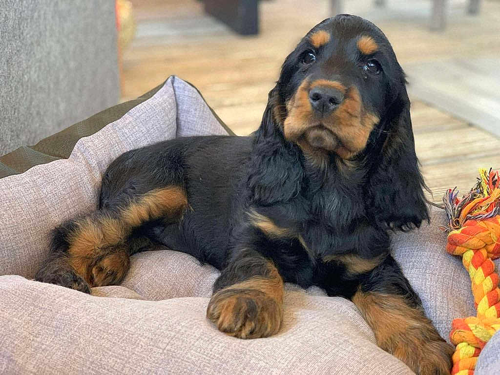 Aby a rejoint le concours — aidez-le/la à gagner de superbes lots ! puppy, dog, bed, toy, rope_toy, indoor, wooden_floor, black_and_tan, pet, cute, young_dog, canine, resting, soft_bed, furry, animal, domestic_pet, cozy, looking_away, relaxed