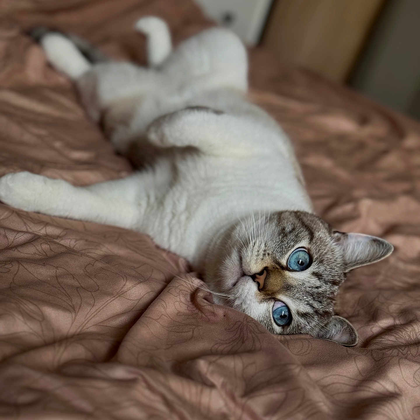 Misère participe au concours pour gagner de l'argent avec cette photo : abyssinian, animal, bed, bedroom, blanket, cat, couch, cushion, furniture, homedecor, indoors, kitten, linen, manx, person, pet, quilt, room, siamese, sleeping
