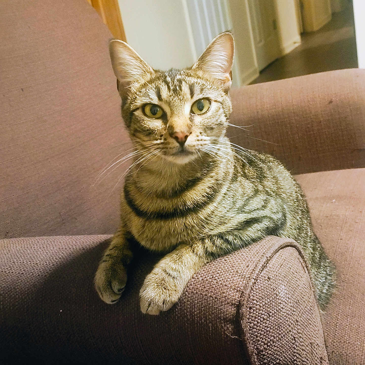 Callie is registered to the contest to win money with this photo: abyssinian, animal, architecture, armchair, building, cat, chair, couch, cushion, egyptiancat, furniture, hardwood, homedecor, indoors, kitten, livingroom, manx, pet, room, wood