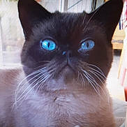 Margoulin a rejoint le concours — aidez-le/la à gagner de superbes lots ! cat, blue_eyes, whiskers, close_up, indoor, feline, pet, fur, animal, face, black_fur, brown_fur, portrait, looking_up, domestic_animal, cute, ears, background_blur, household