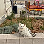 Rio participe au concours pour gagner de l'argent avec cette photo : animal, beach, bicycle, cloudy, concrete, curious, dog, fence, fluffy, garden_bed, leash, mulch, outdoor, people, pet, plants, play_area, sidewalk, sky, white_dog