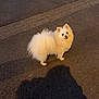 Rio a rejoint le concours — aidez-le/la à gagner de superbes lots ! animal, canine, companion, curious, cute, dog, fluffy, friendly, fur, looking_back, night, outdoor, pavement, pet, shadow, small_dog, standing, street, walking, white_dog