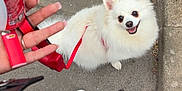 Rio participe au concours pour gagner de l'argent avec cette photo : animal, can, casual, dog, fluffy, footwear, hand, happy_dog, leash, outdoor, pavement, person, pet, red_leash, red_sneakers, sidewalk, smiling, street, walking, white_dog