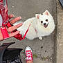 animal, can, casual, dog, fluffy, footwear, hand, happy_dog, leash, outdoor, pavement, person, pet, red_leash, red_sneakers, sidewalk, smiling, street, walking, white_dog