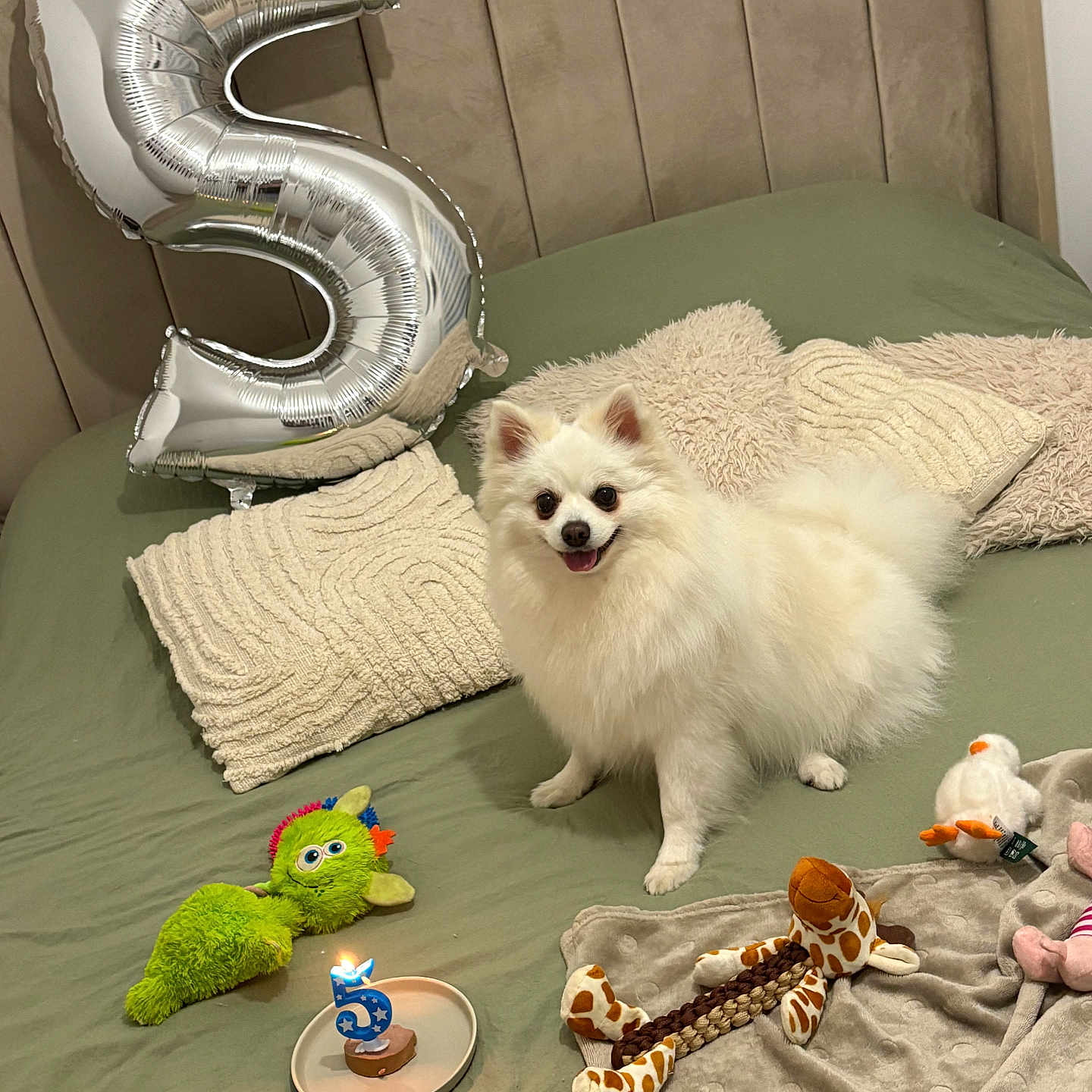 Rio participe au concours pour gagner de l'argent avec cette photo : balloon, bed, birthday_candle, blanket, canine, celebration, cozy, dog, fur, giraffe_toy, green_toy, happy, indoor, number_5, pet, pillows, small_dog, smiling, toy, white_dog