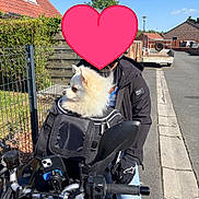 Rio a rejoint le concours — aidez-le/la à gagner de superbes lots ! backpack, black_jacket, blue_sky, casual_clothing, dog, fence, gloves, handlebars, helmet, motorcycle, outdoor, person, phone_mount, residential_area, sidewalk, street, suburban, trees, vehicle, white_dog