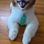 Kevin joined the competition — help win amazing prizes! dog, pet, smiling, tie, wooden_floor, indoor, cute, fluffy, brown_and_white, happy, animal, canine, fur, domestic_animal, portrait, sitting, front_paws, floor, companion, friendly