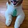 dog, pet, smiling, tie, wooden_floor, indoor, cute, fluffy, brown_and_white, happy, animal, canine, fur, domestic_animal, portrait, sitting, front_paws, floor, companion, friendly