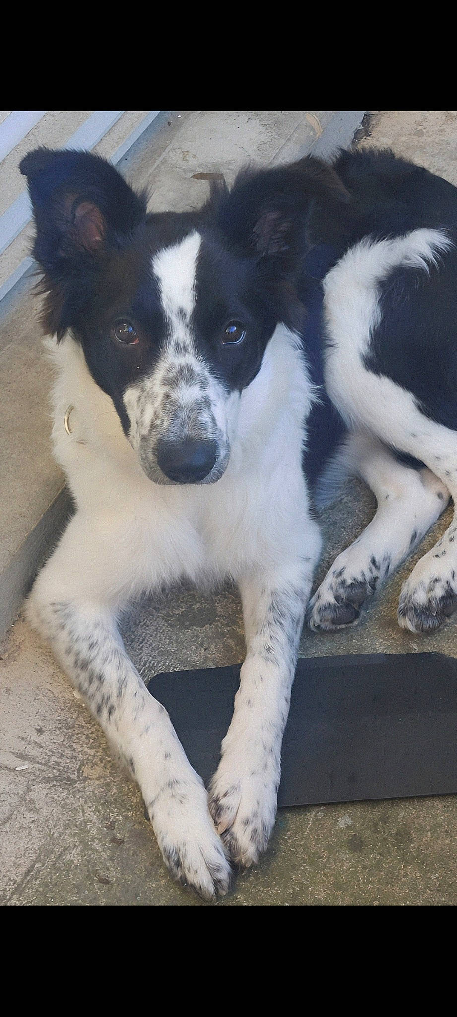 Uno a rejoint le concours — aidez-le/la à gagner de superbes lots ! australian_collie, borador, canidae, carnivore, companion_dog, dog, dog_breed, dog_collar, fur, herding_dog, mcnab, plant, snout, sporting_group, whiskers, working_animal, working_dog