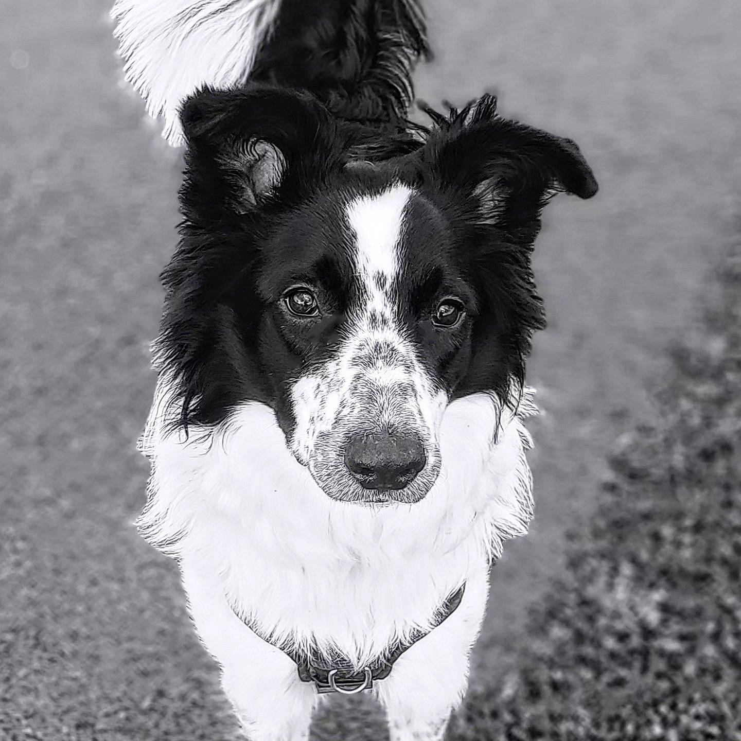 Uno a rejoint le concours — aidez-le/la à gagner de superbes lots ! border_collie, canidae, carnivore, companion_dog, dog, dog_breed, dog_collar, fur, grass, herding_dog, monochrome, monochrome_photography, snout, sporting_group, whiskers, working_dog
