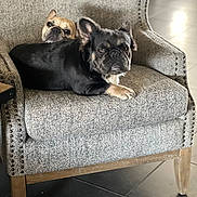 Bear is registered to the contest to win money with this photo: dog, french_bulldog, pet, animal, chair, indoor, floor, tile_floor, furniture, cute, companion, relaxing, two_dogs, brown_dog, black_dog, ears, face, looking, resting, cozy