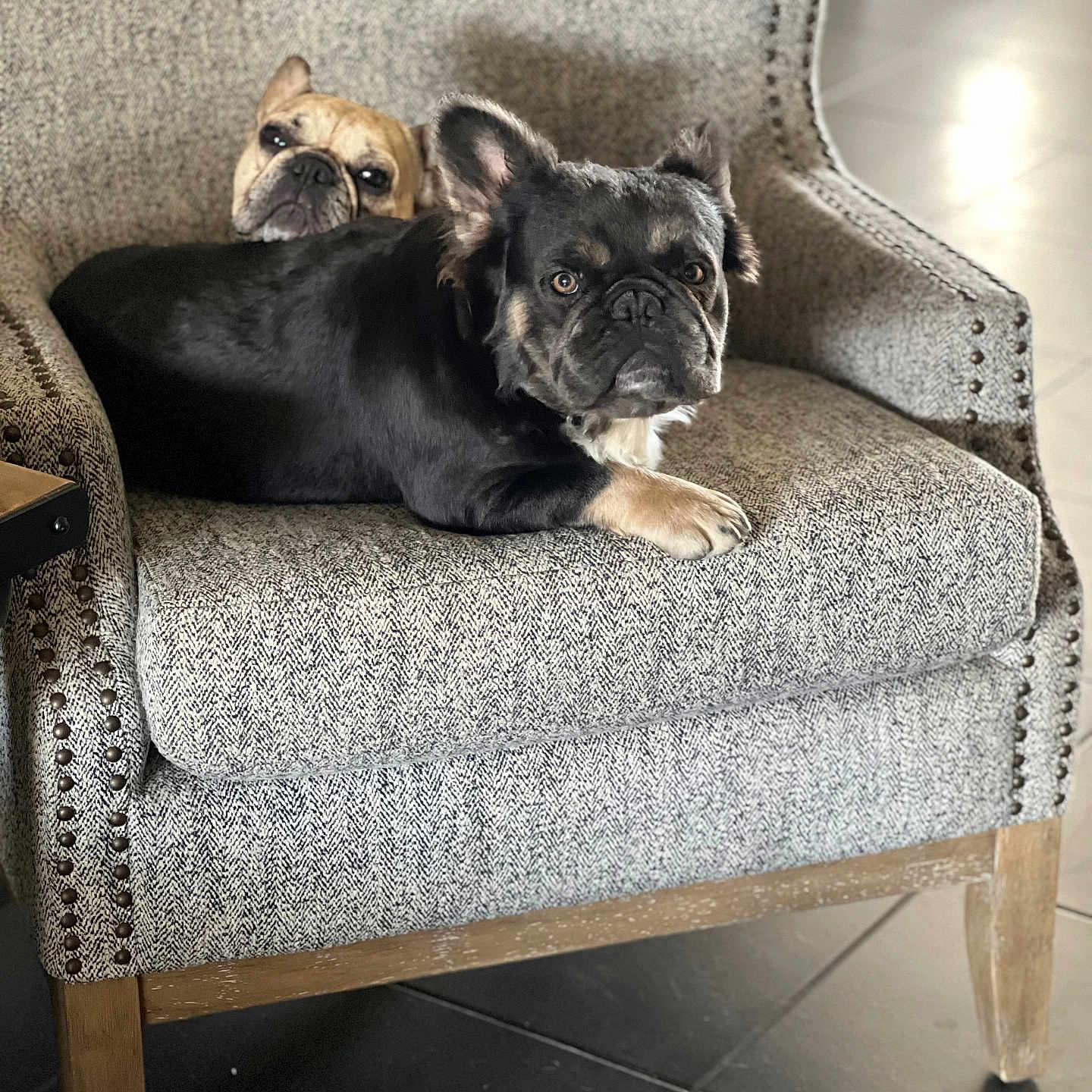 Bear is registered to the contest to win money with this photo: animal, black_dog, brown_dog, chair, companion, cozy, cute, dog, ears, face, floor, french_bulldog, furniture, indoor, looking, pet, relaxing, resting, tile_floor, two_dogs