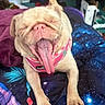 Lily Hensley is registered to the contest to win money with this photo: animal, bed, blanket, bulldog, close_up, collar, colorful, cute, dog, front_view, funny, galaxy_pattern, home, indoors, pet, pink_harness, portrait, sitting, tongue, yawning