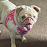 Lily Hensley joined the competition — help win amazing prizes! animal, bulldog, canine, carpet, close_up, cute, dog, floppy_ears, happy, home, indoor, panting, pet, pink_harness, portrait, puppy, standing, tongue_out, white_dog, wrinkled_face