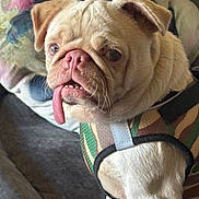 Lily Hensley is registered to the contest to win money with this photo: animal, blanket, brown_and_white, bulldog, canine, close_up, collar, couch, cushion, dog, floppy_ears, funny_expression, harness, indoor, pet, photography, portrait, sitting, tongue, wrinkled_face