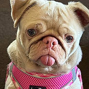 Lily joined the competition — help win amazing prizes! dog, pug, pink_harness, pet, animal, tongue_out, cute, wrinkles, face, closeup, expression, sitting, indoor, brown_background, fur, small_dog, leisure, adorable, playful, companion