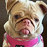 dog, pug, pink_harness, pet, animal, tongue_out, cute, wrinkles, face, closeup, expression, sitting, indoor, brown_background, fur, small_dog, leisure, adorable, playful, companion