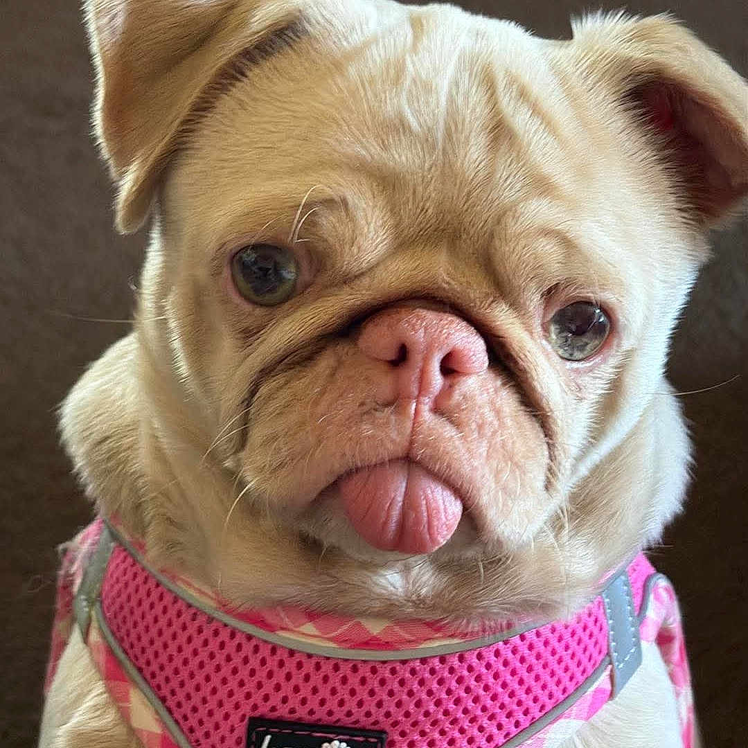Lily