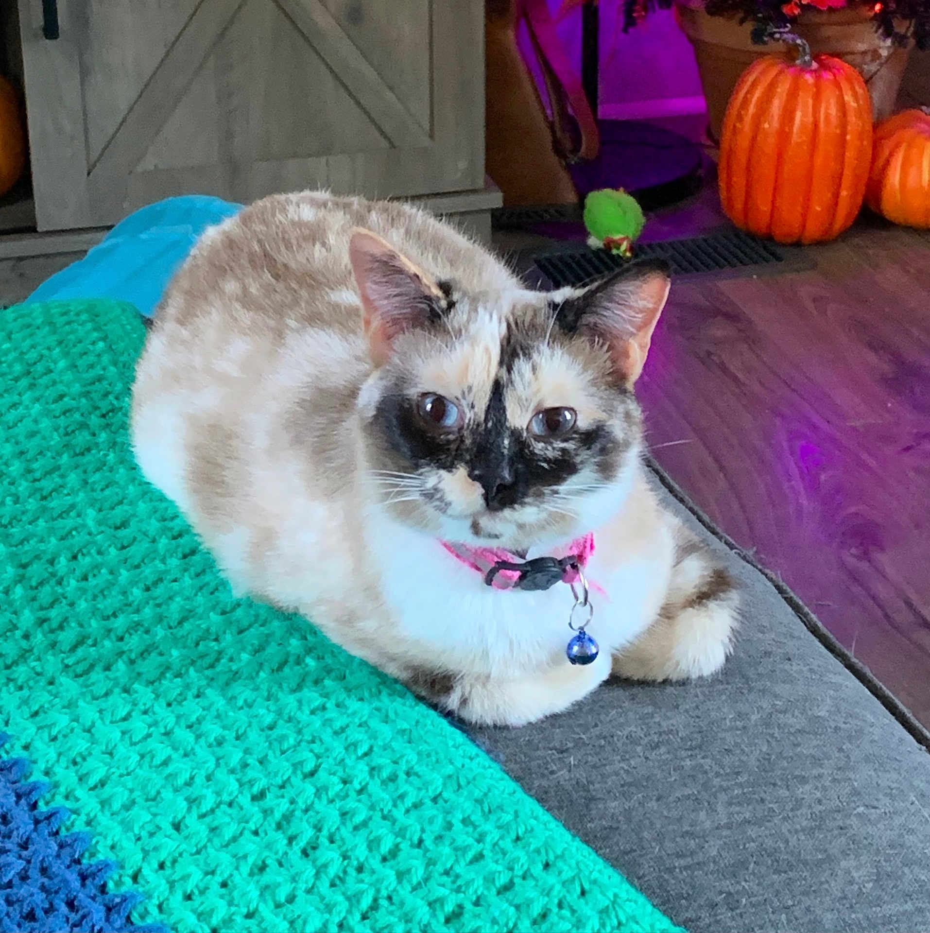 Layla joined the competition — help win amazing prizes! animal, background, bell, blanket, cat, collar, comfort, couch, cozy, feline, floor, fur, homedecor, indoor, knitted, pet, pumpkin, resting, toy, wooden_floor