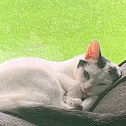 Max is registered to the contest to win money with this photo: cat, white_cat, black_markings, resting, cushion, indoor, window_screen, green_background, pet, feline, sleepy, cozy, relaxed, fur, animal, cute, domestic, whiskers, ears, tail