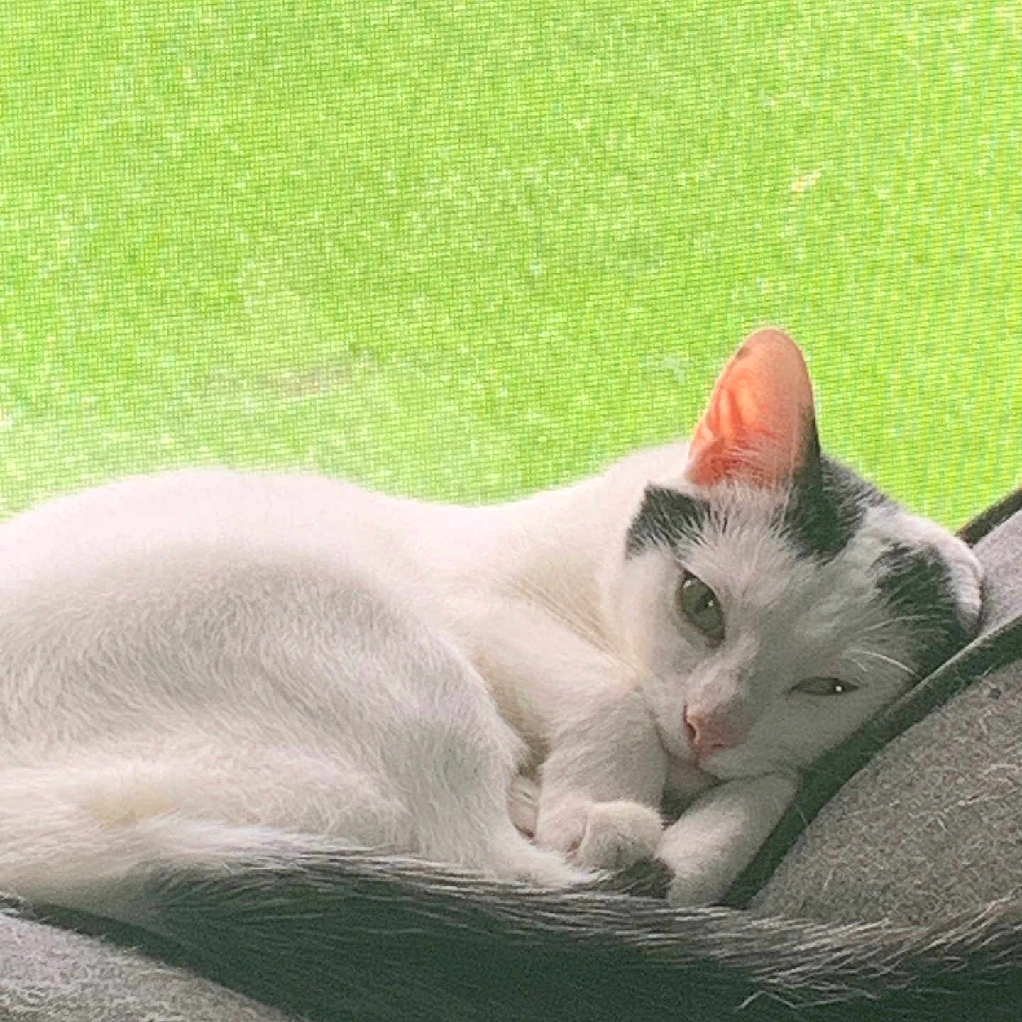 Max is registered to the contest to win money with this photo: animal, black_markings, cat, cozy, cushion, cute, domestic, ears, feline, fur, green_background, indoor, pet, relaxed, resting, sleepy, tail, whiskers, white_cat, window_screen