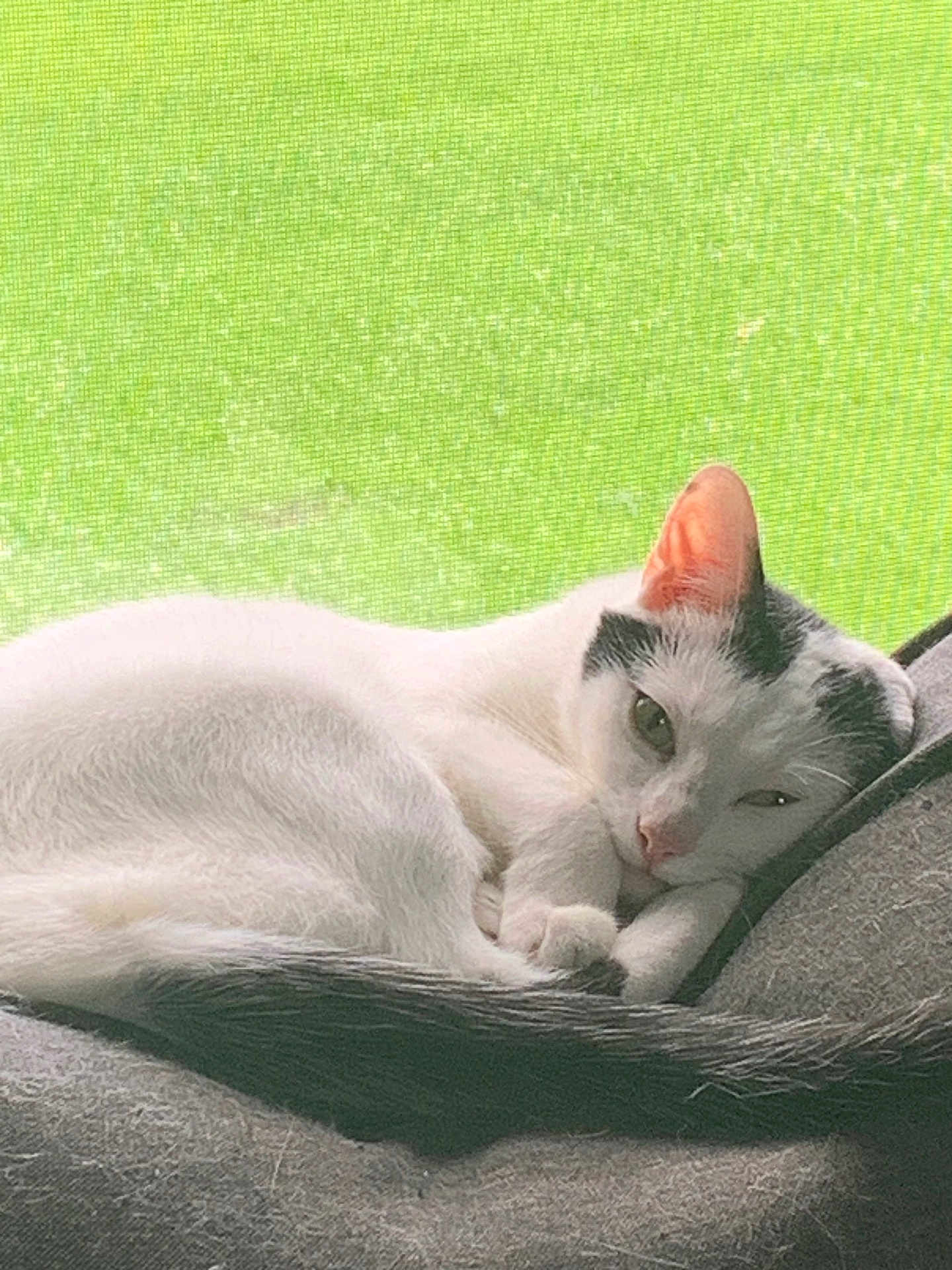 Max is registered to the contest to win money with this photo: cat, white_cat, black_markings, resting, cushion, indoor, window_screen, green_background, pet, feline, sleepy, cozy, relaxed, fur, animal, cute, domestic, whiskers, ears, tail