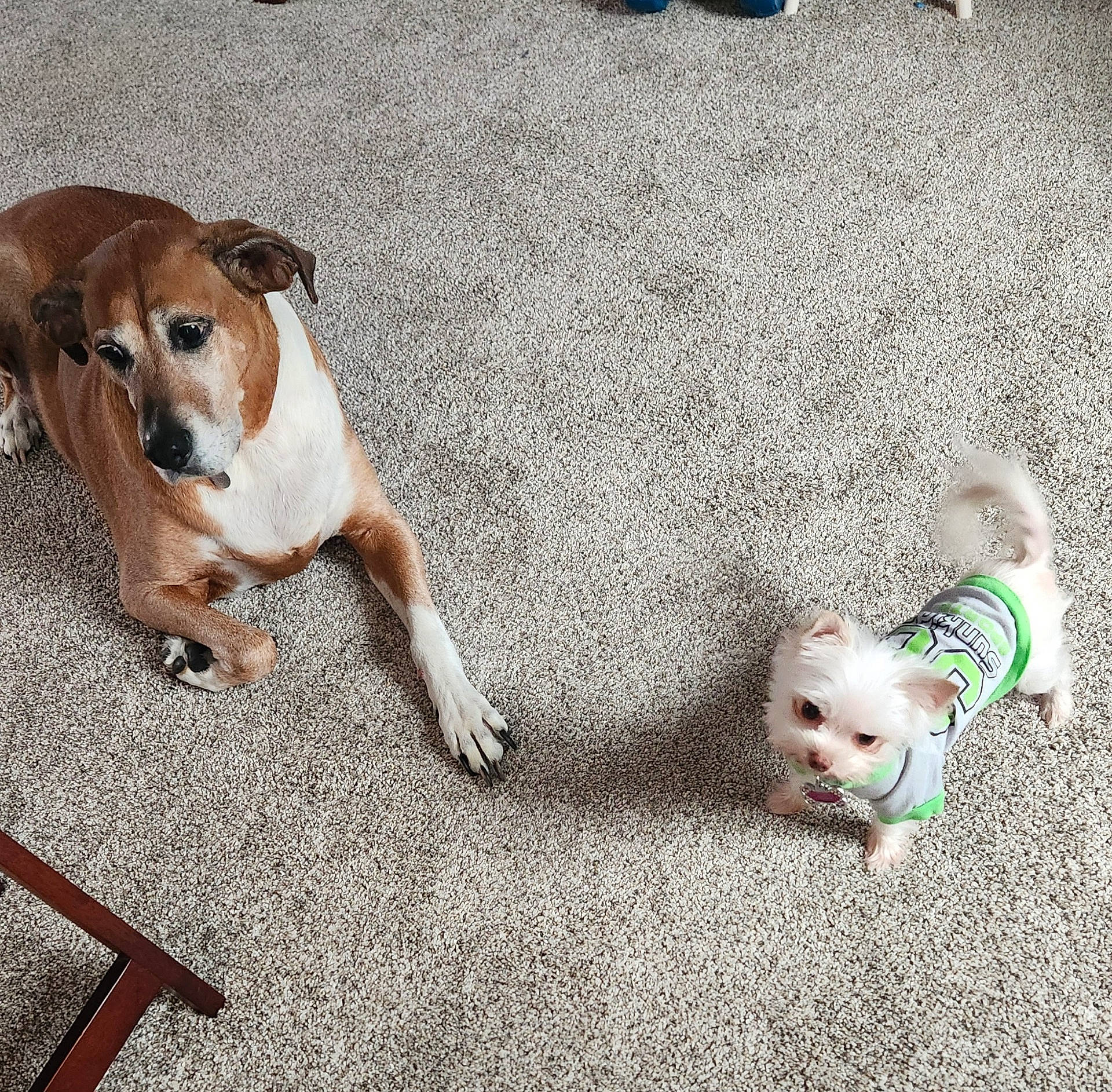 Winnie is registered to the contest to win money with this photo: animal, brown_dog, canine, carpet, clothing, collar, companion, cute, dog, ears, floor, fur, indoor, large_dog, laying_down, pet, small_dog, standing, tail, white_dog