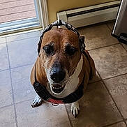 Winnie is registered to the contest to win money with this photo: animal, bandana, brown, canine, companion, cute, dog, door, floor, fur, headwear, house, indoor, light, looking_up, pet, sitting, tile, white, window
