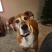 Winnie is registered to the contest to win money with this photo: dog, pet, indoor, carpet, living_room, brown, white, ears, curious, collar, animal, canine, household, fur, domestic_animal, portrait, face, eyes, floor, furniture