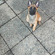 Rocky participe au concours pour gagner de l'argent avec cette photo : alert, animal, belgian_malinois, black_mask, cute, daylight, dog, domestic_animal, ears, looking_at_camera, outdoor, patio, pavement, pet, portrait, puppy, sitting, small_dog, tan_fur, tiles