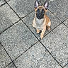 alert, animal, belgian_malinois, black_mask, cute, daylight, dog, domestic_animal, ears, looking_at_camera, outdoor, patio, pavement, pet, portrait, puppy, sitting, small_dog, tan_fur, tiles